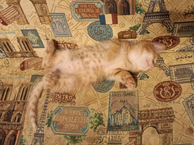 Котовторник Рыжих
