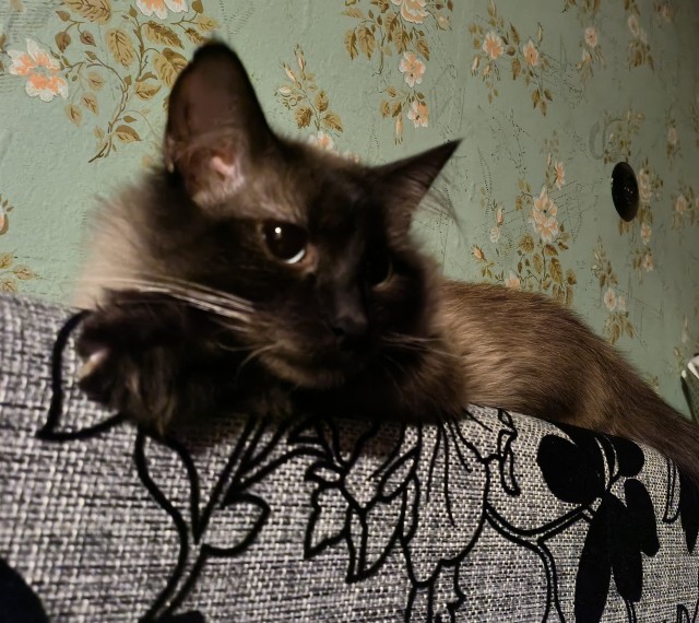 К - Котовторник ☺ Пополнение
