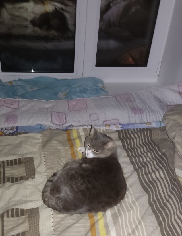 Год назад мы стали рабами (котовторник)