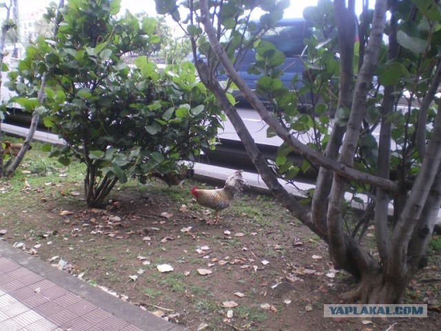 Хочу дачу на канарах!