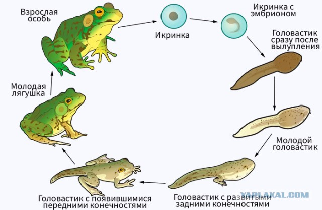 Что ты такое?