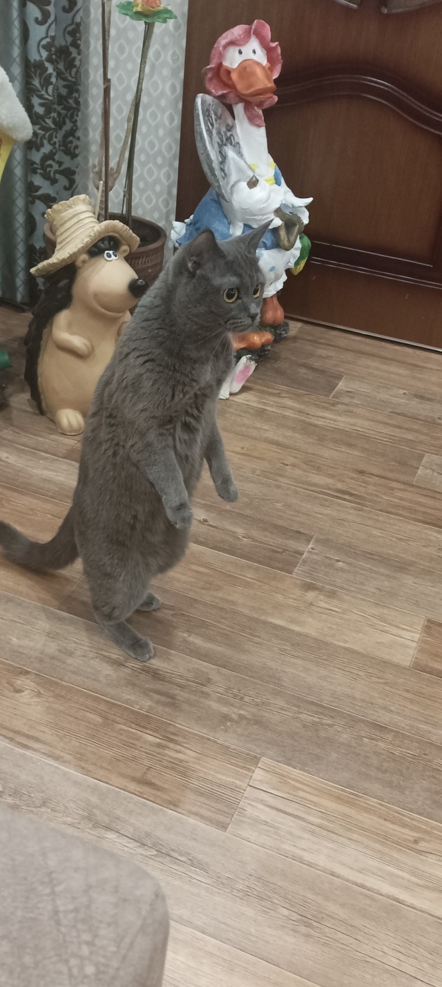 Всем кота за мой счёт. Я настаиваю