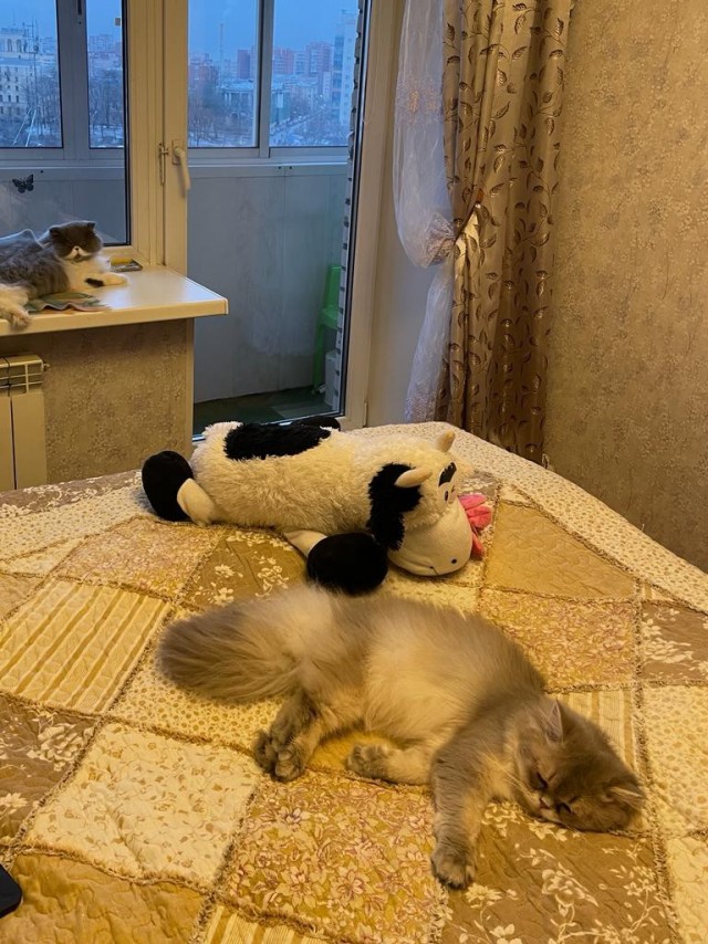 А у нас лапки