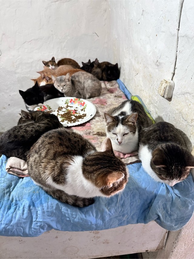 Кошачий приют