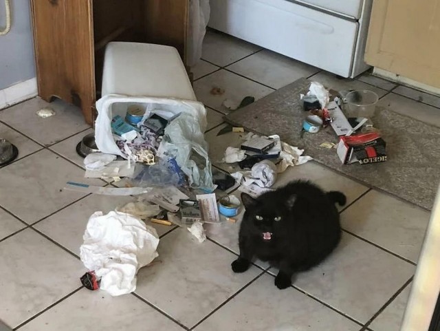Котовторник в картинках