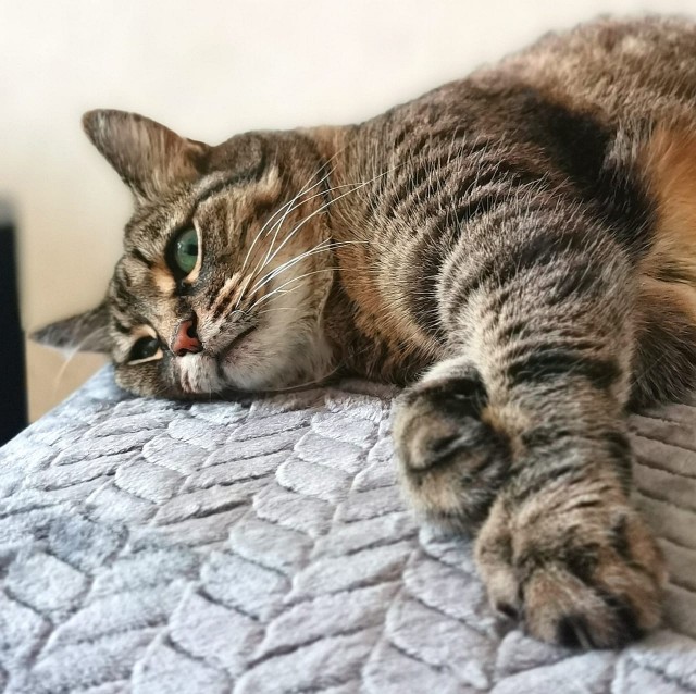 Котовторник!