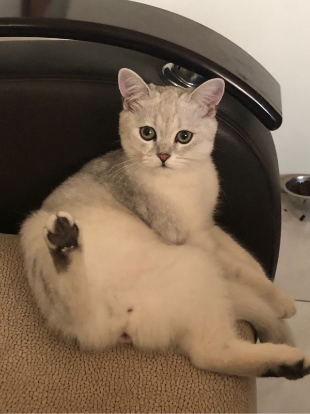 Подкидыш к котовторнику