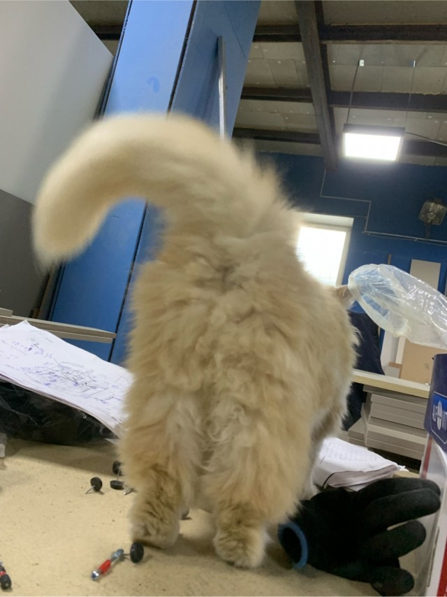 Котовторник