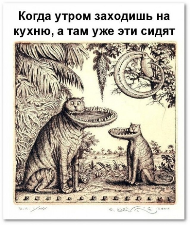 Хозяин решил установить камеру у кормушки своего кота.