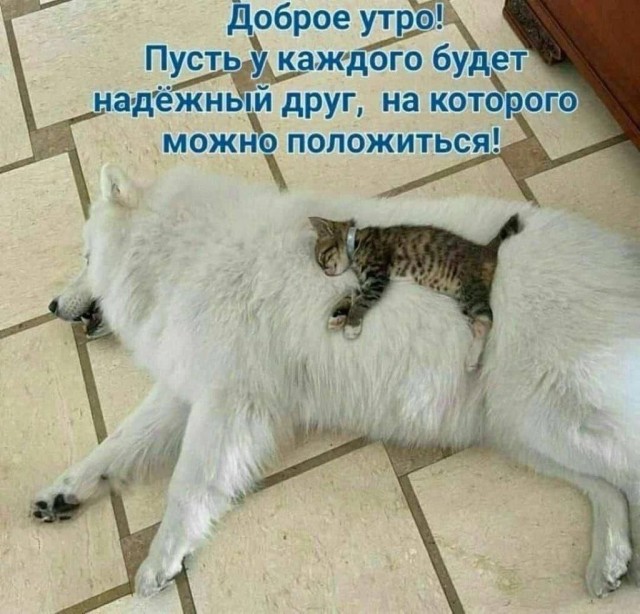 Котовторник