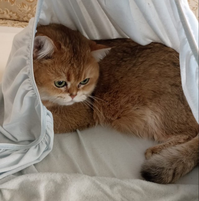 Коты, которые смирились со своей участью