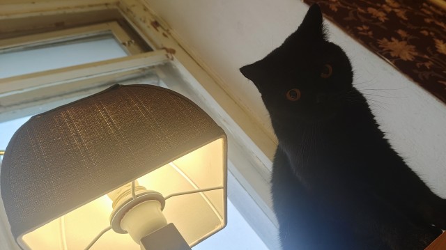 Нефотогеничный кот