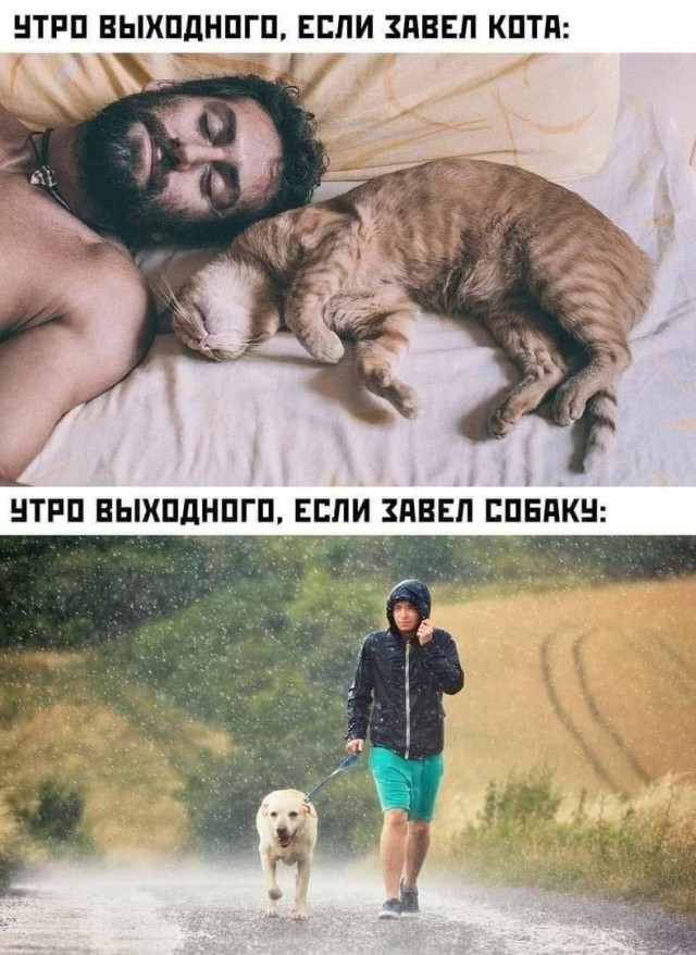 А у вас есть кот в доме?