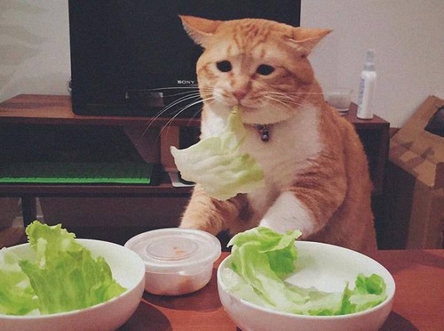 По фото кота всё понятно