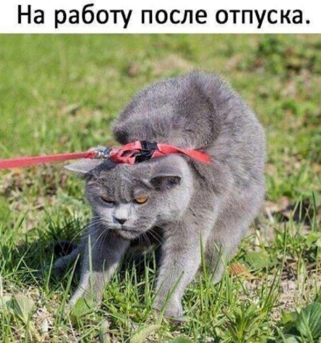 Так себе картинки 15.06.25