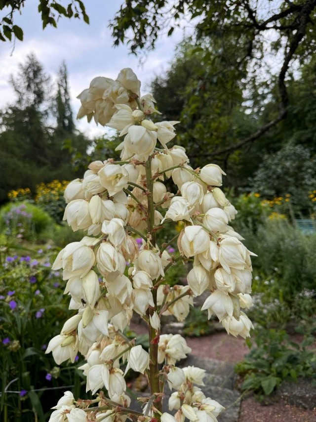 В ботаническом саду зацвела юкка