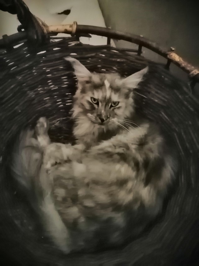 Коты и коробки
