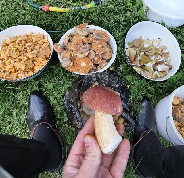 Рыжики( грибы).
