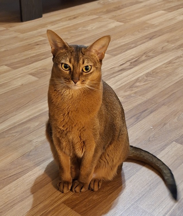 Котовторник.Наши модели