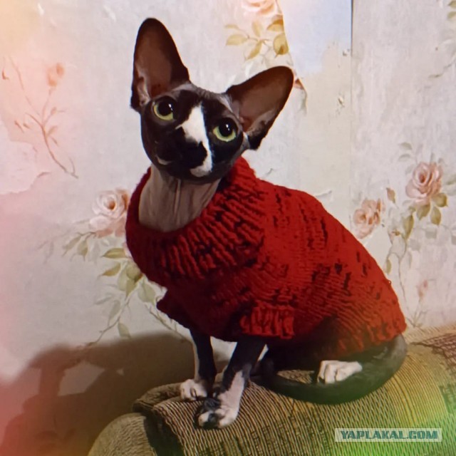 Махач окорочков