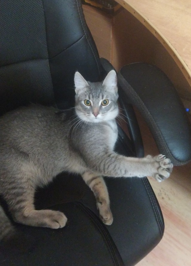 Котейка чуть попутал