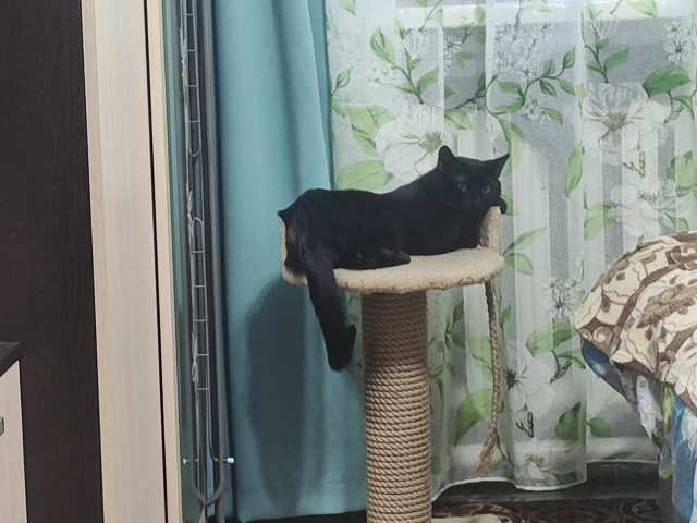 Черненький