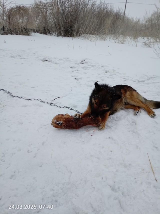 Мой Персей