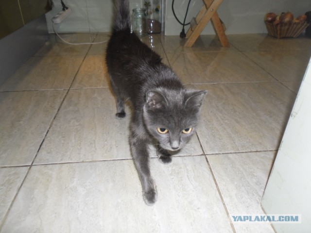 Котовторник 23.07.2013