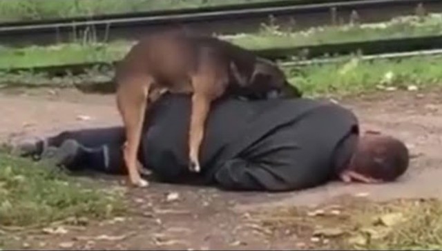 Шанс того, что однажды тебя будет откачивать собака ничтожно мал, но никогда не равен нулю