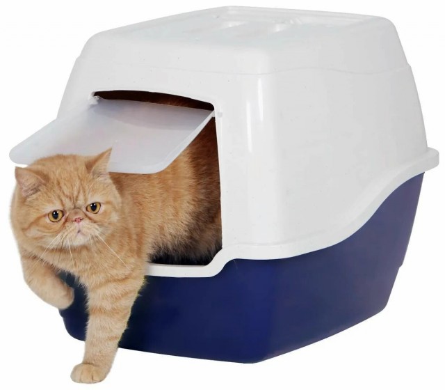 Нужен котовский психиатОр