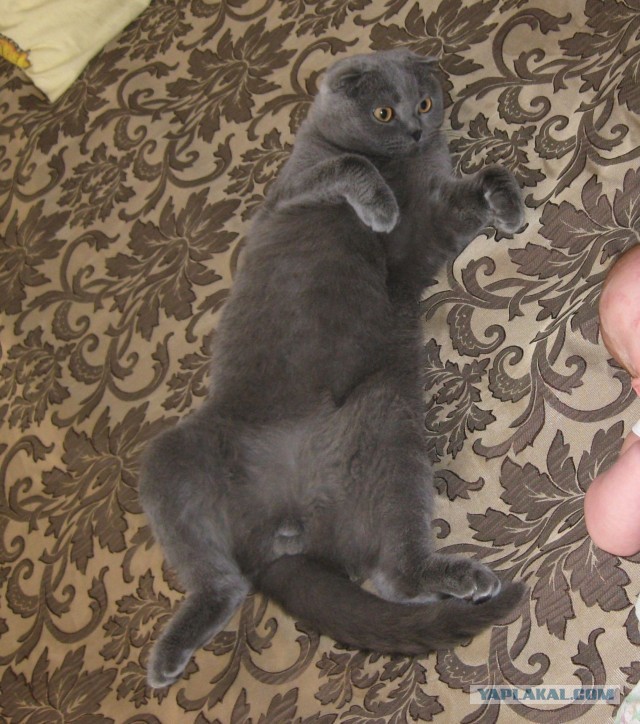 Котовторник   27.08.2013