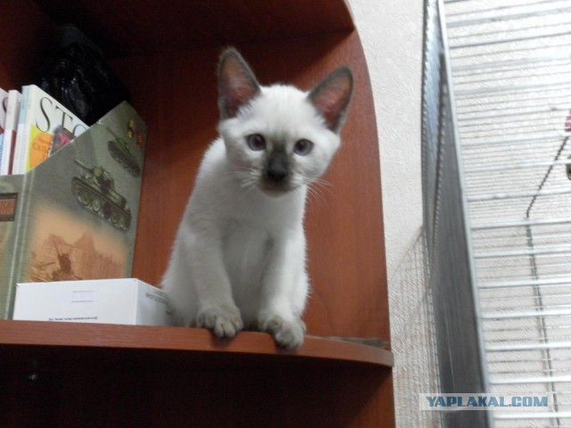 Котовторник 17.09.2013