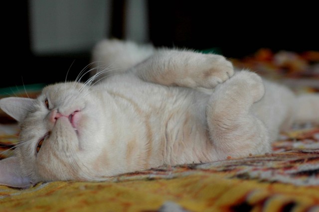 Котейка, который не знает как лежат котейки