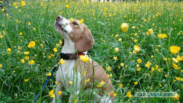 Собакочетверг на 02.01.2014