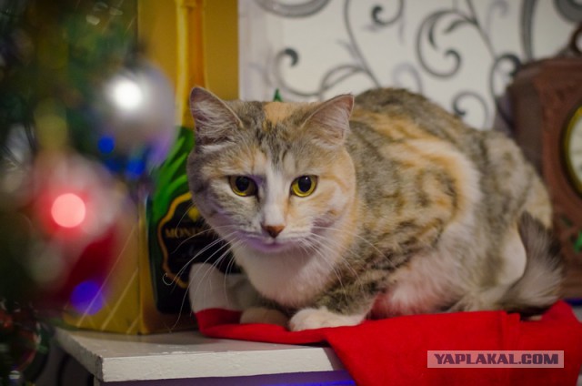 Про спасенных котеек