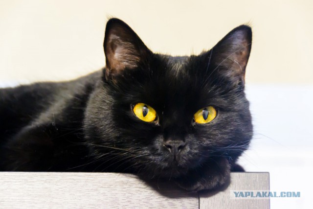 Котовторник 4.02.2014