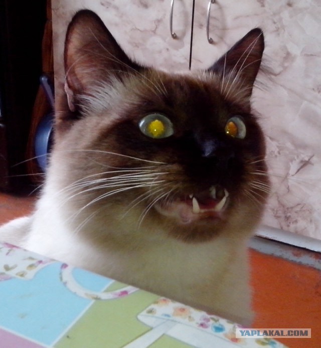 Вот уж не ждали от котов