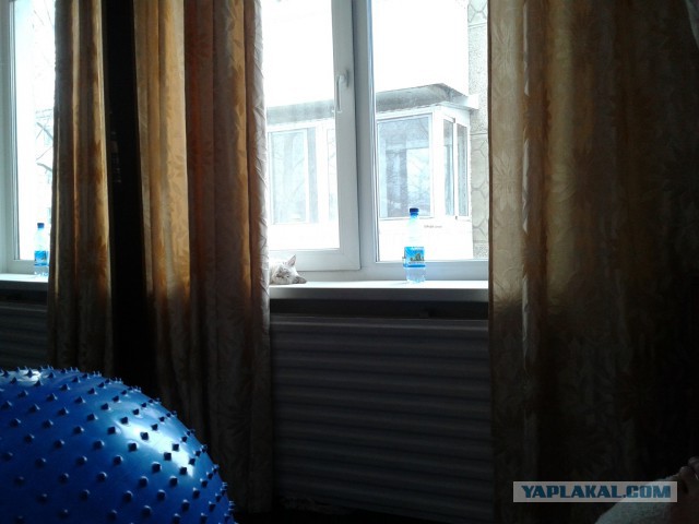 Котовторник 18.03.2014