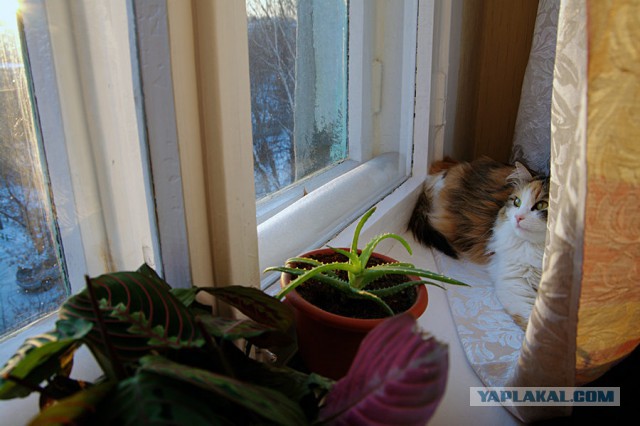 Котовторник  25.03.2014