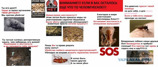 Поймали догхантера