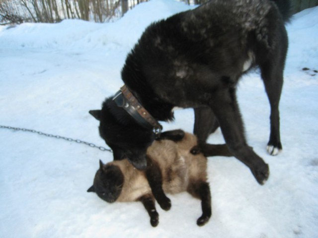 Котовторник 01.04.2014