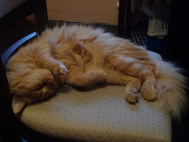 Котовторник  08.04.2014
