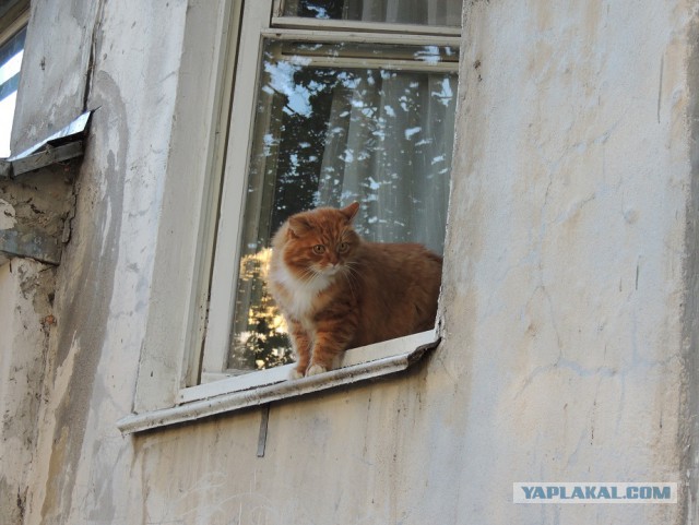 Котовторник 22.04.2014