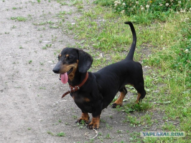 Про диких собак