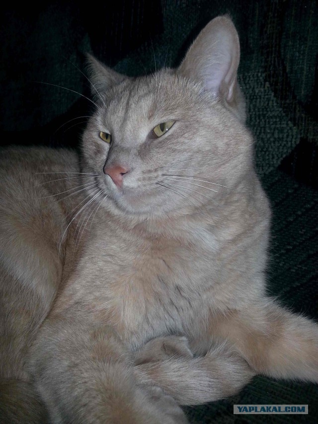 С Котовторником!