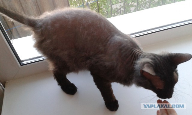 Котовторник 20.05.2014