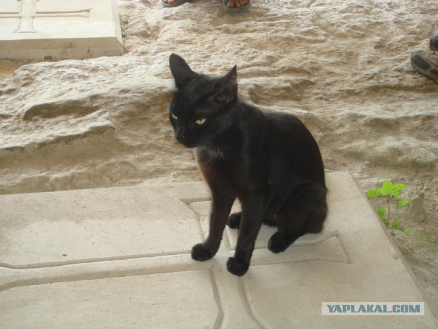 Котовторник 19.08.2014