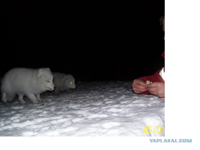 Сволочи забили медвежонка трубой