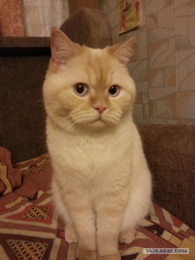 Котовторник 21.10.2014