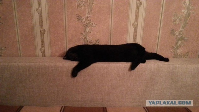 Коты, постигшие искусство сон-фу.